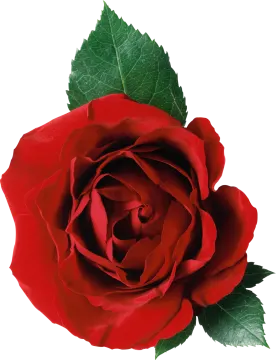 a single red rose on a white background