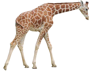 the gi is brown and white