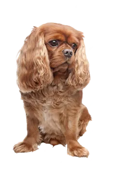 a small brown dog with long hair sitting down
