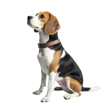 a beagle dog sitting on a white background
