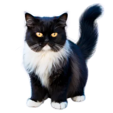 a black and white cat with yellow eyes