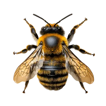 a close up of a bee's head