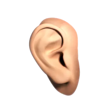 a close up of an ear on a white background