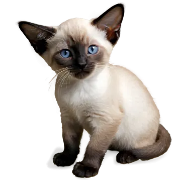 a cat with blue eyes sitting on a white surface