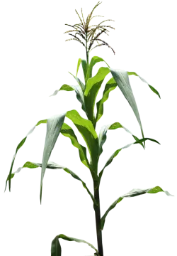 a plant that is growing in the ground