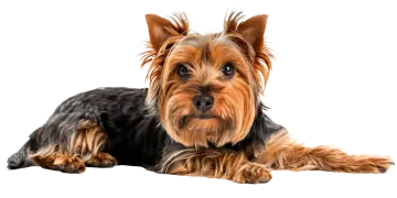 a yorkshire terri dog laying down on the floor