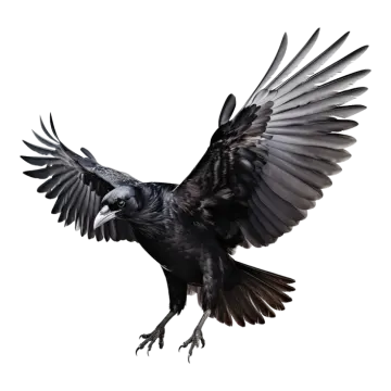 a black bird with its wings spread out