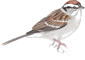 a drawing of a bird on a white background