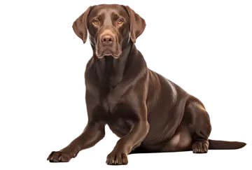 a brown dog sitting down and looking at the camera