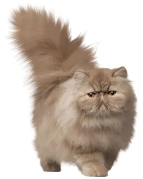 a fluffy cat with long hair standing in front of a white background