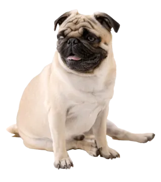 a small pug sitting on the ground