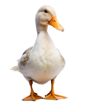 a close up of a duck on a white background
