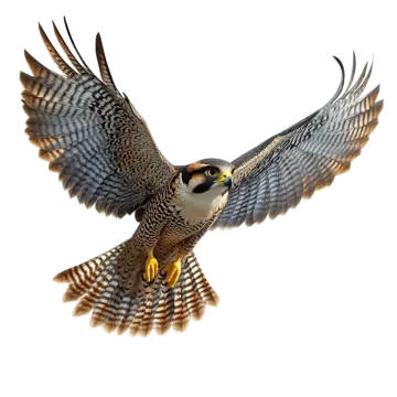 a bird flying in the air with its wings spread