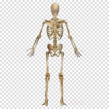 the human skeleton, transparent transparent background