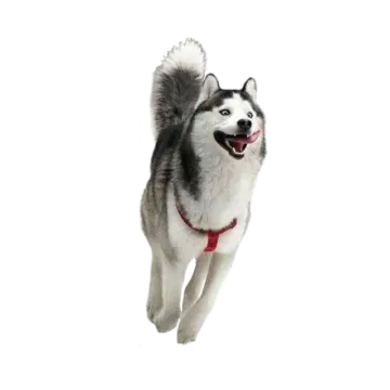 a husky dog running in the air with its mouth open