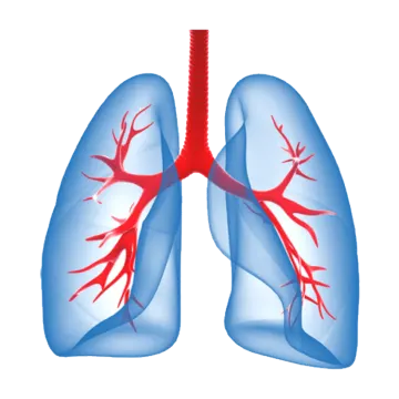 a diagram of the lungs