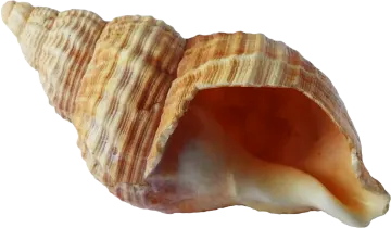a close up of a shell on a white background