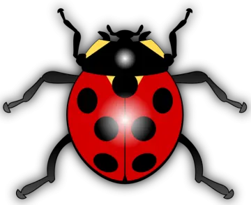 a ladybird beetle on a white background