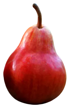 a red pear on a white background