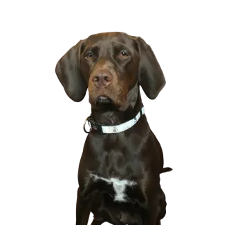a black and brown dog sitting on a white surface