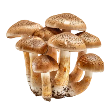a bunch of mushrooms on a white background