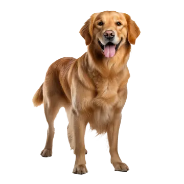 a golden retrieve dog standing on a white background