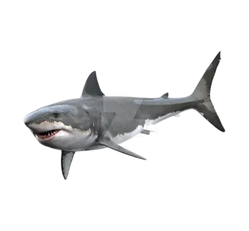 a great white shark with its mouth open