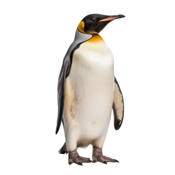 a penguin standing in front of a white background