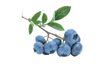 a bunch of blueberries on a branch