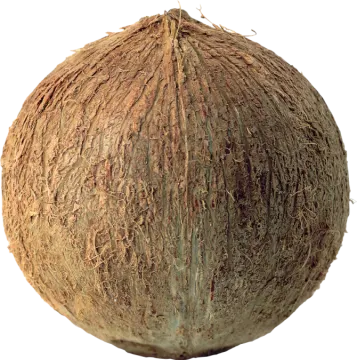 a coconut on a white background