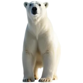 a polar bear standing up against a white background