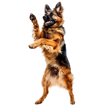 a dog jumping in the air to catch a ball