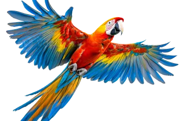 a colorful parrot flying in the air