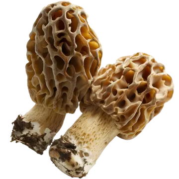 a close up of two mushrooms on a white background