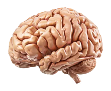 an image of the human brain