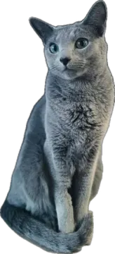 a gray cat sitting on top of a white surface