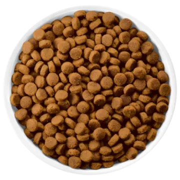 a white bowl filled with dog food