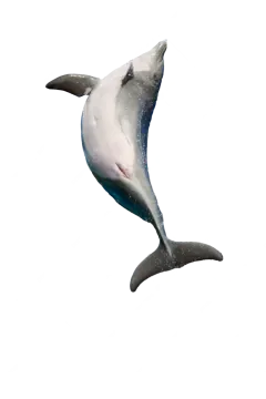 a dolphin jumping in the air on a white background