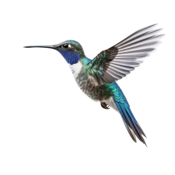 a bird flying in the air with its wings spread