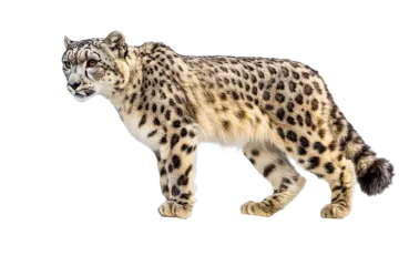 a snow leopard in front of a white background