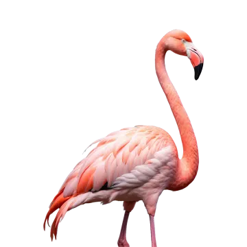 a pink flaming standing in front of a white background