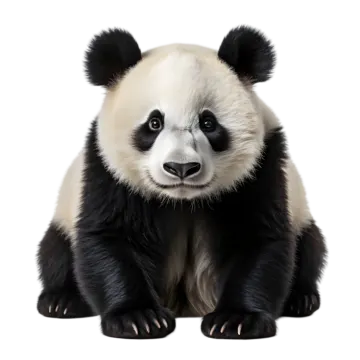 a panda bear sitting down and looking at the camera