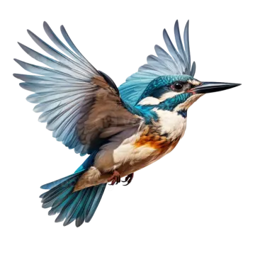 a blue and white bird with its wings spread