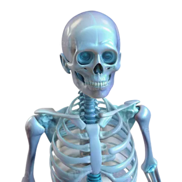 a skeleton is shown in this image