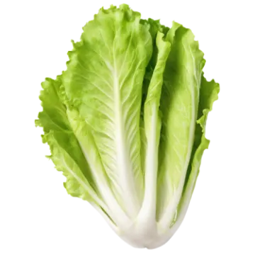 a lete leaf on white background