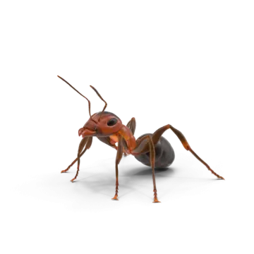 A red ant insect on a white background