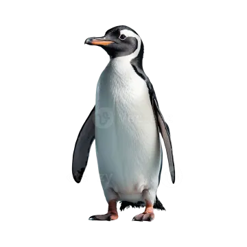 a penguin standing in front of a white background