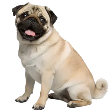 a pug sitting down with its tongue out