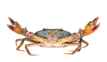 a blue crab on a white background