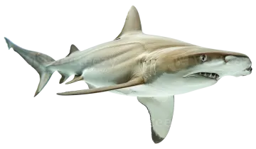 a great white shark with its mouth open